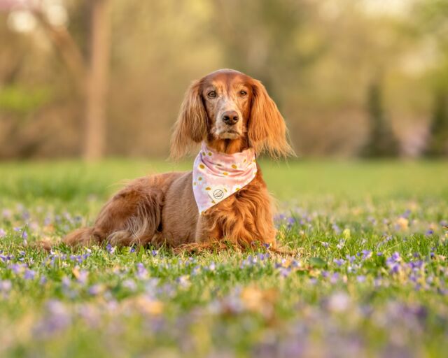 Dog Bandana  Andy Jeaux 2021